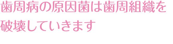 歯周病の原因菌は歯周組織を破壊していきます